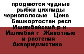 продаются чудные рыбки цихлиды чернополосые › Цена ­ 15 - Башкортостан респ., Ишимбайский р-н, Ишимбай г. Животные и растения » Аквариумистика   